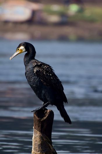 Bird id - cormorant.
