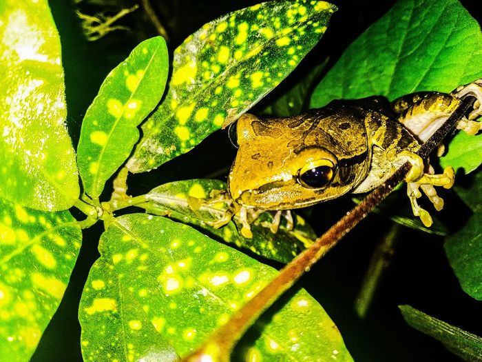 Close-up of frog on leaves
