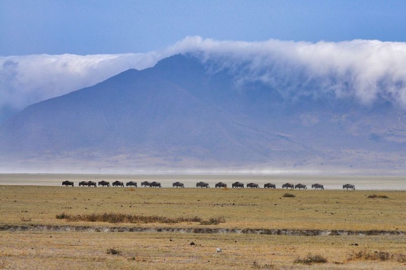 Wildebeest against mountain on landscape