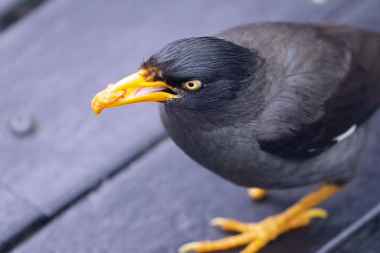 Close-up of bird perching on boardwalk