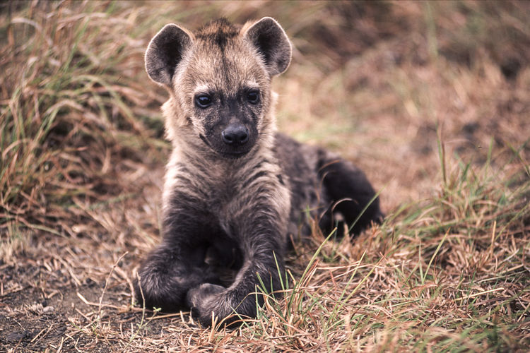 Portrait of a hyena