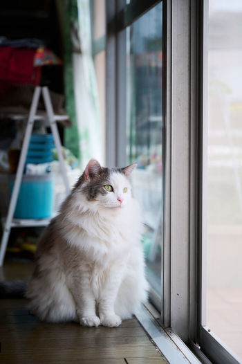 White cat sitting beside sliding glass door looking outside