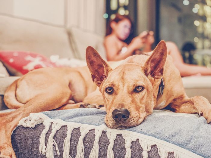 Portrait of dog lying down on bed at home
