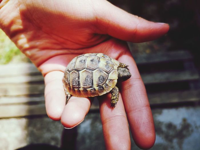 Cropped hand holding tortoise