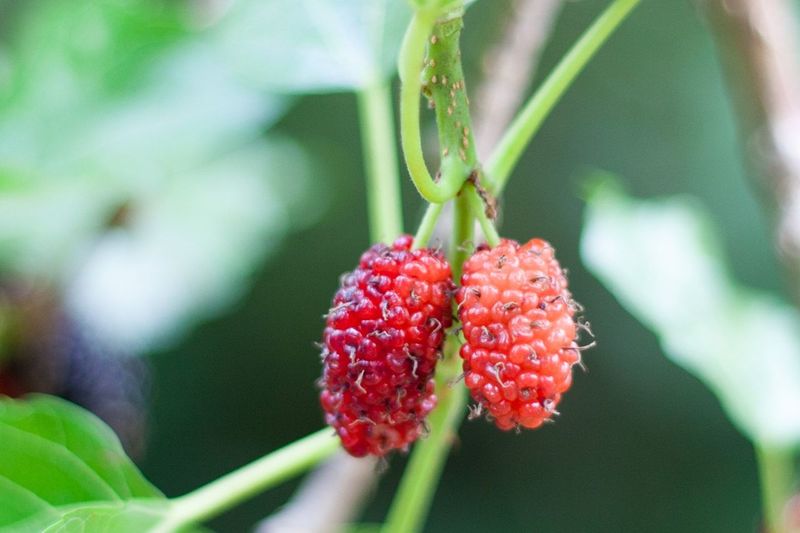 Close-up of mulberries on plant