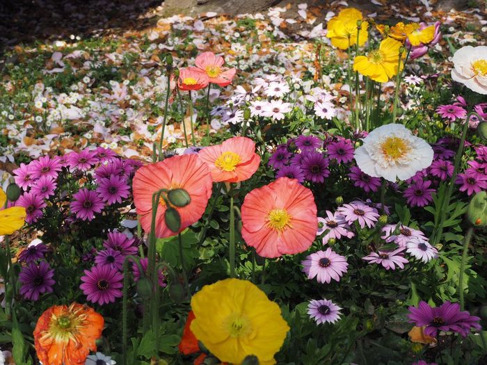 Various colorful flowers blooming in garden