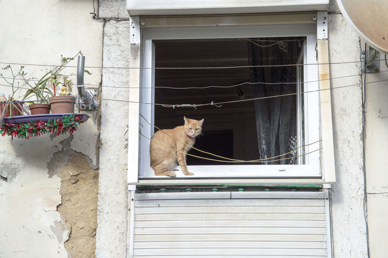 Cat standing on window sill of building
