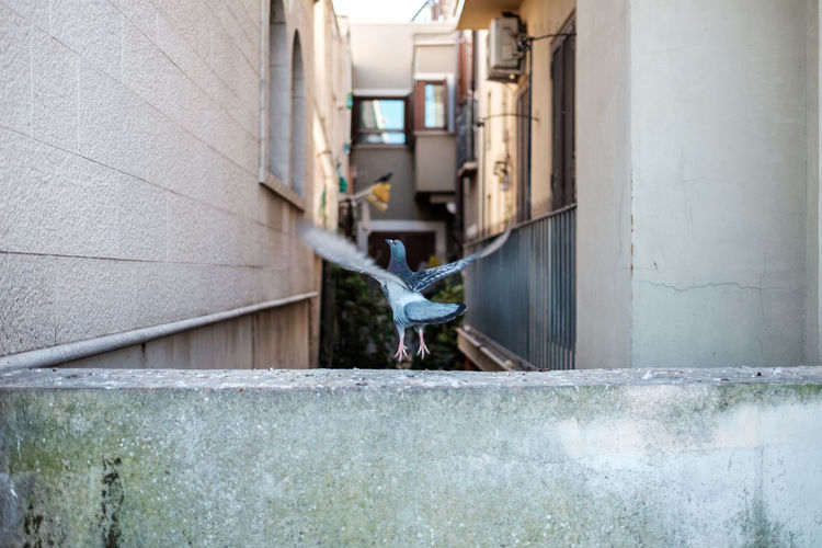 Pigeon flying from stone railing