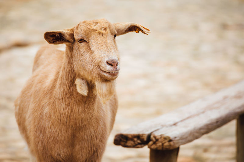 Goat on field by wooden railing