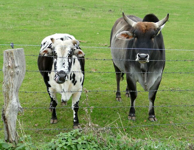 Horses standing in field