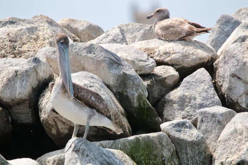 View of pelican 
perching on rock
