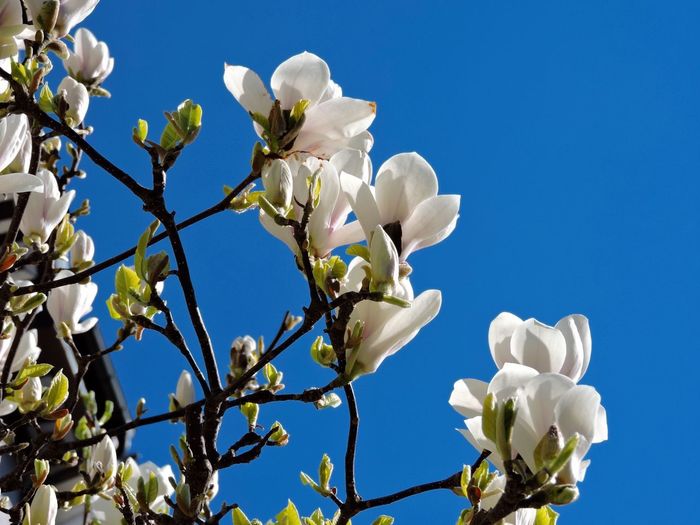 Low angle view of white flowers blooming against blue sky