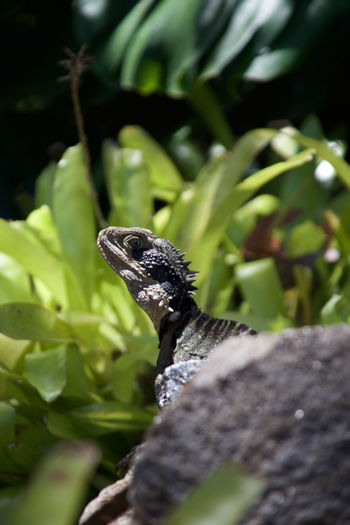 Close-up of lizard on tree