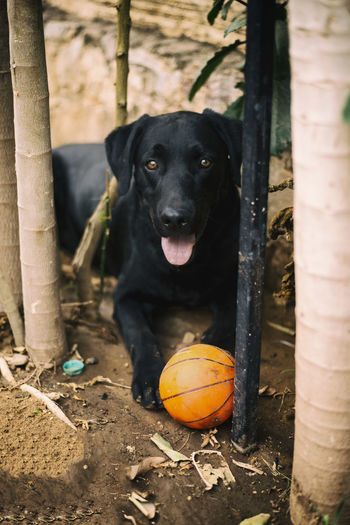 Portrait of black dog sitting on wood