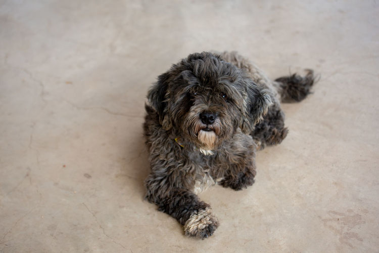 High angle portrait of a dog