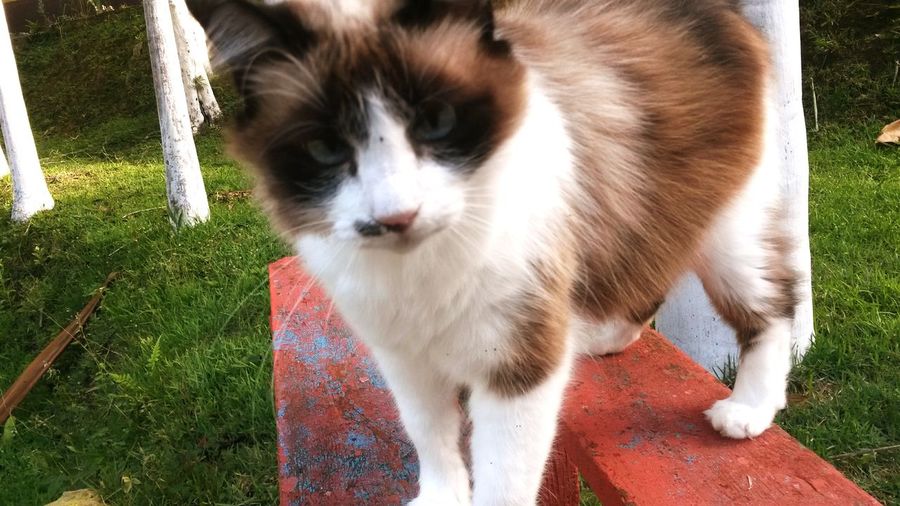 Close-up portrait of cat on grass