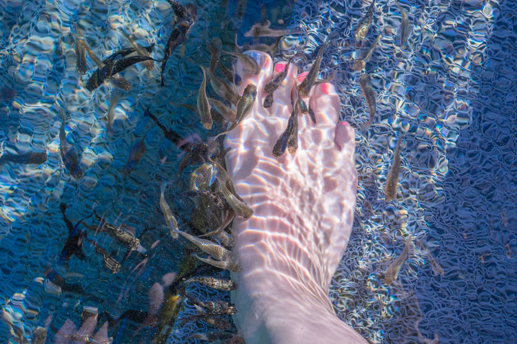 Low section of woman foot in water with fishes