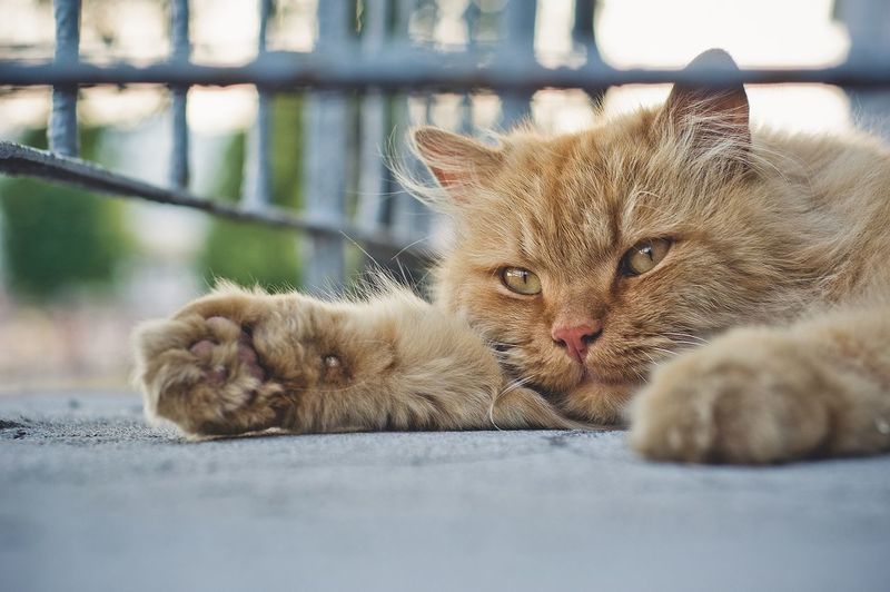 Portrait of cat resting