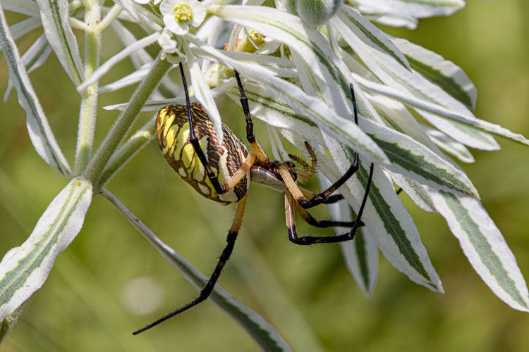 Close-up of spider on plant
