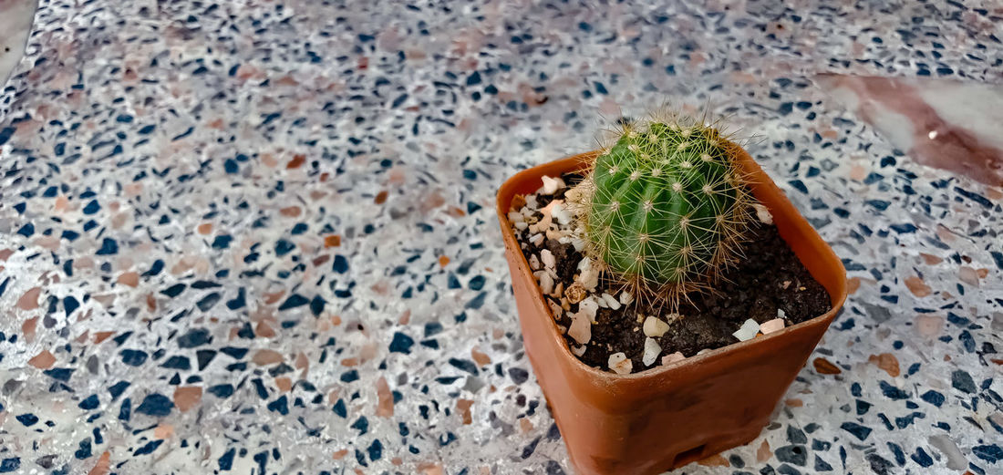 High angle view of succulent plant on table
