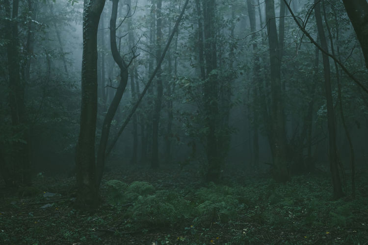 Trees in forest