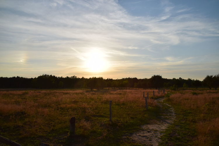 Scenic view of field against sky during sunset