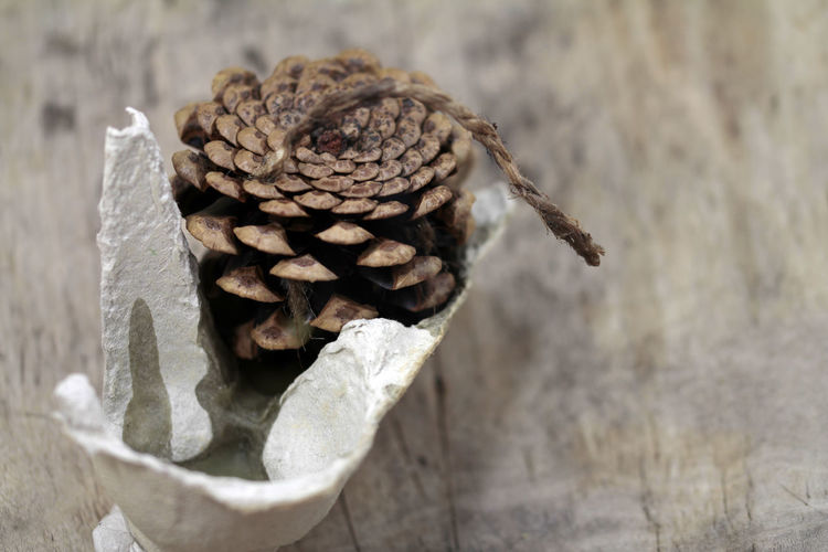 Close-up of pine cone on wood