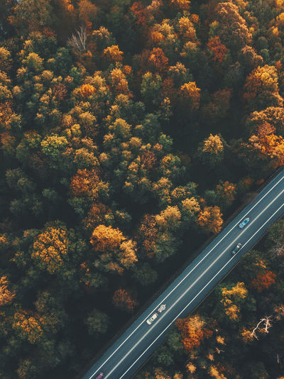 High angle view of trees by road