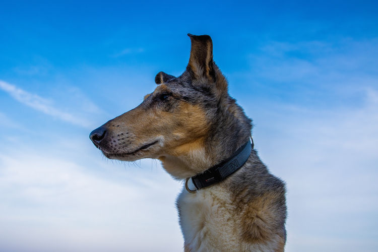Close-up of dog against blue sky