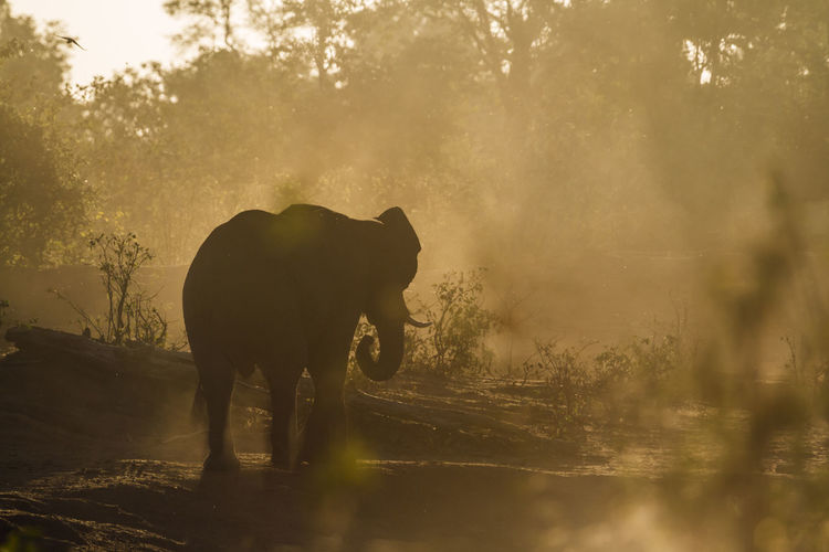 View of elephant on land against sky