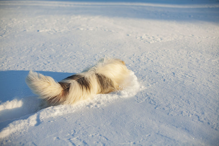 winter