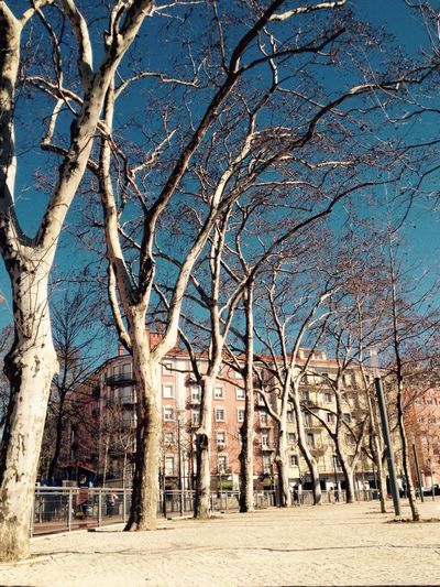 Bare trees against blue sky