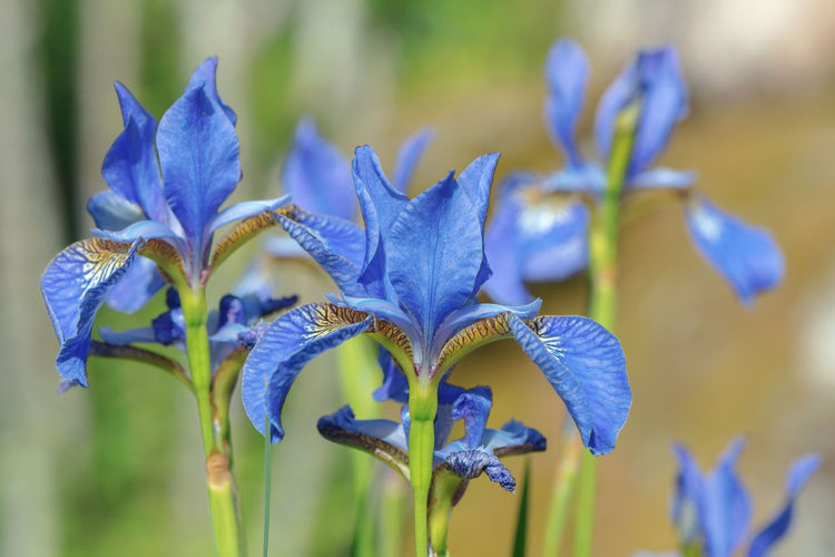 Close-up of blue iris blooming outdoors