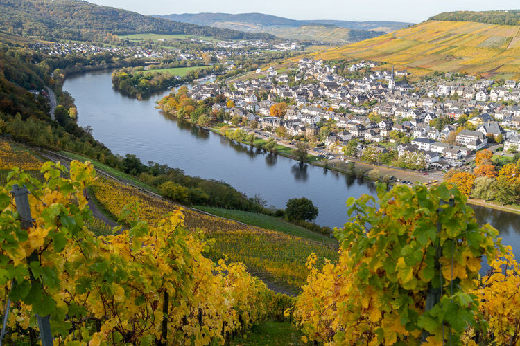 Scenic view at bernkastel-kues and the river moselle in autumn with multi colored leaves in vineyard