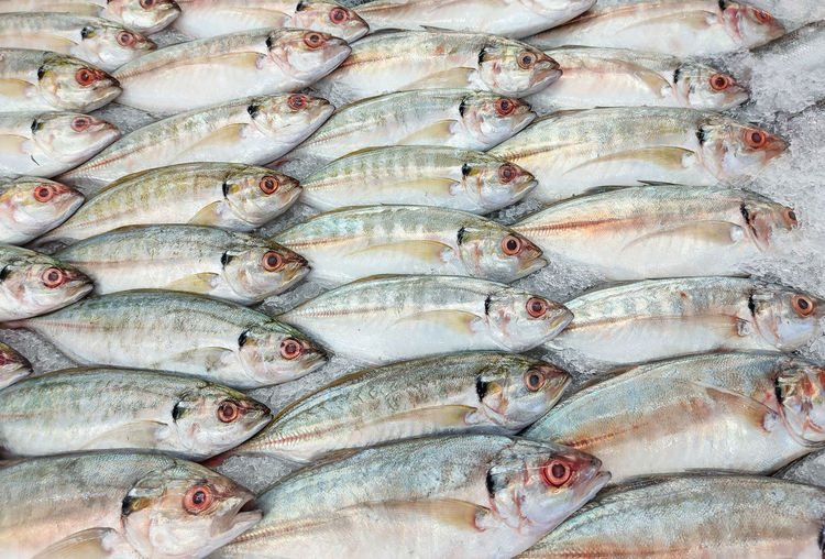 Full frame shot of fish for sale in market