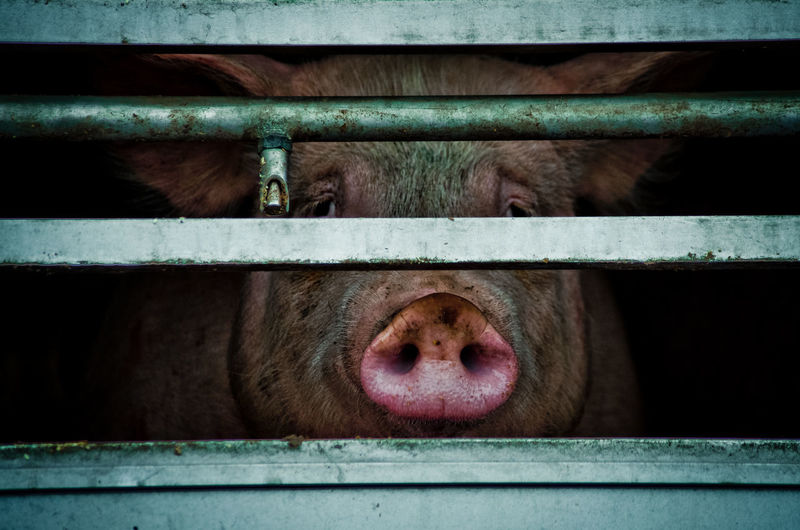 Close-up of pig looking through fence