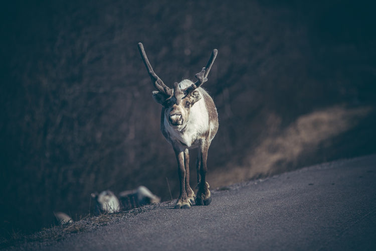 Reindeer walking on road