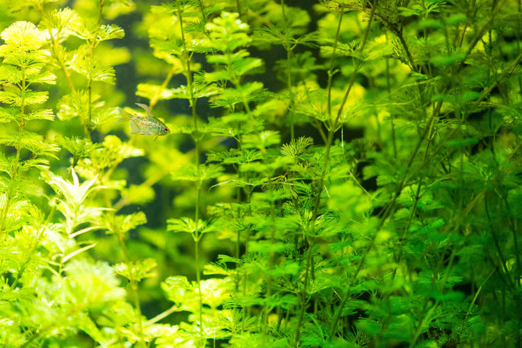 Plants growing in grass