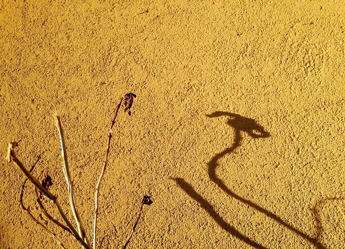Shadow on sand