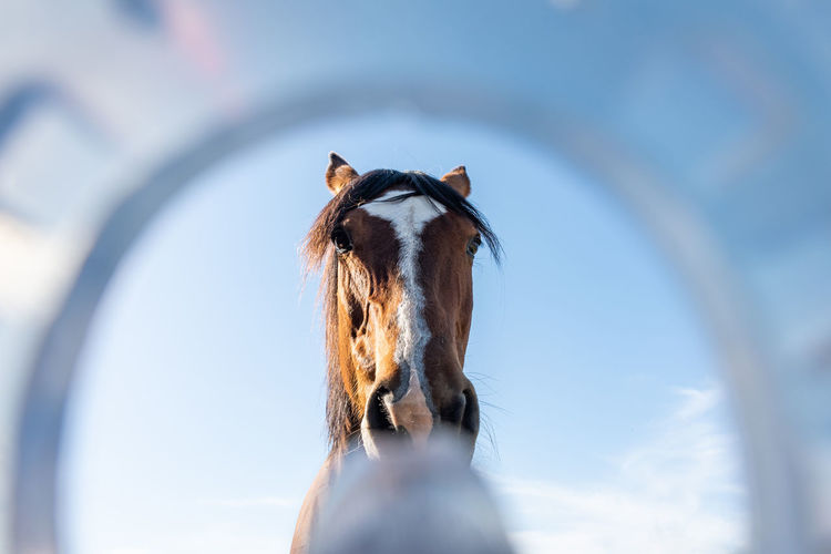 Horse's head seen through modern plastic horseshoes made of composite material