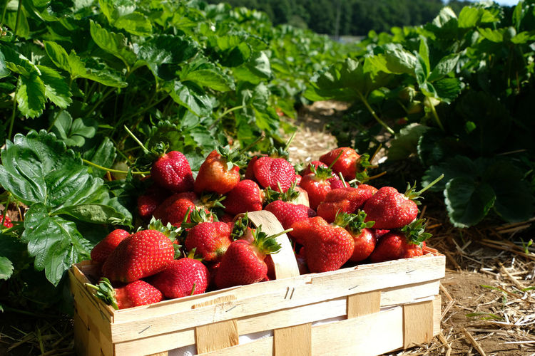 Wooden chip basket full of freshly picked big bright red strawberries in  pick-your-own farm. 