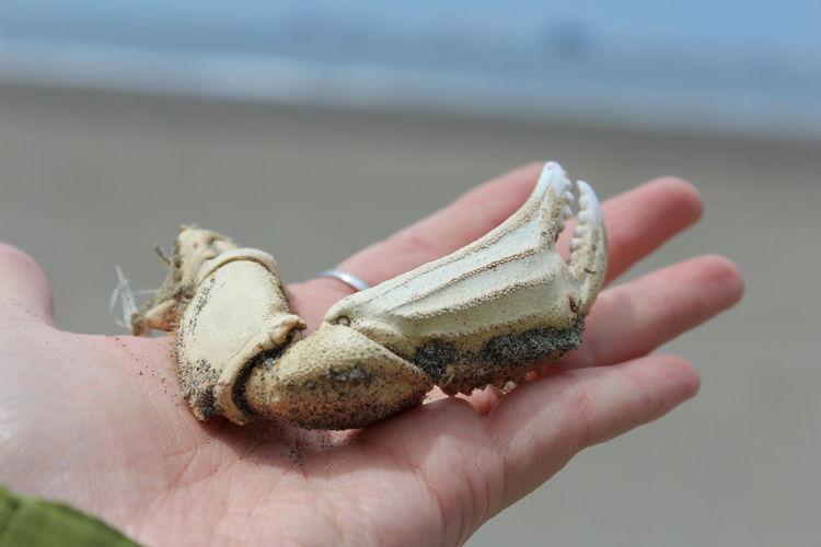 Close-up of hand holding crab on beach