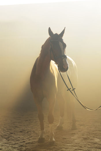 Horse