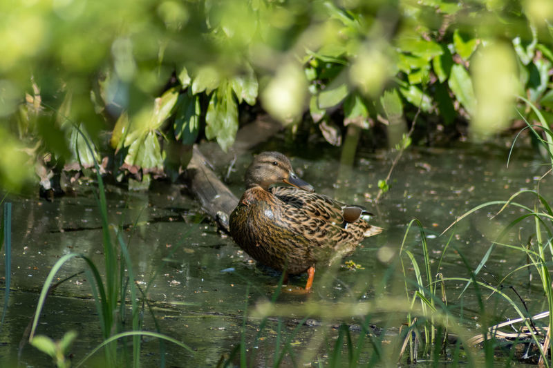 Bird perching on a pond