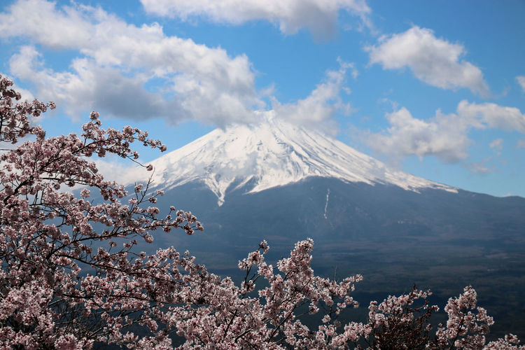 Scenic view of mount fuji and cherry blossom