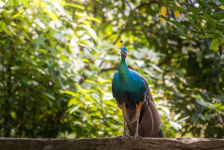 Peacock perching on wood