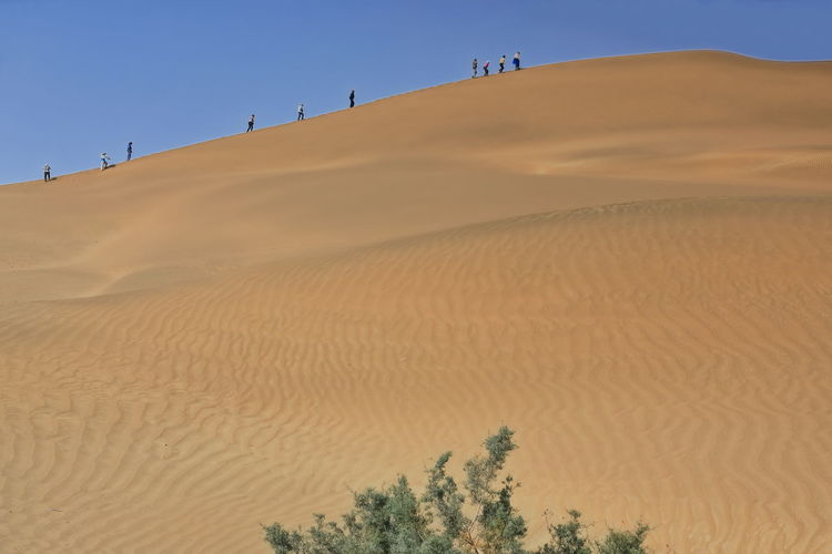 0232 tourists climb up the moving sand dunes covering the whole taklamakan desert. xinjiang-china.