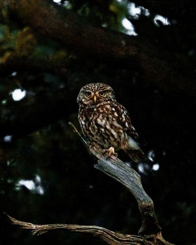 Little owl perched in a tree in woods