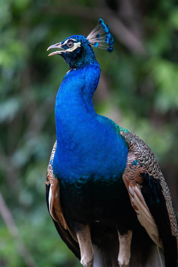Close-up of a peacock