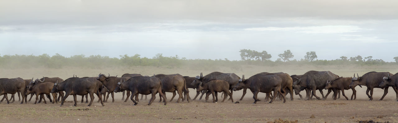 Panoramic view of water buffalo in forest against sky